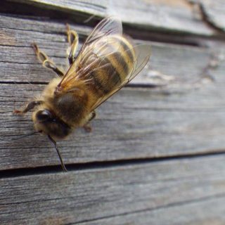 Abeille