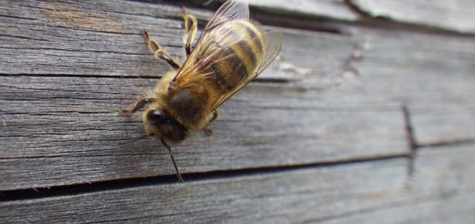 Abeille