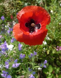 coquelicot fete nature 2017