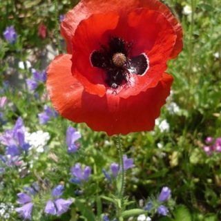 coquelicot fete nature 2017