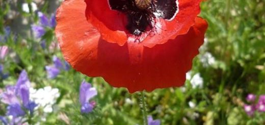 coquelicot fete nature 2017