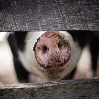 Habitat-alternatig