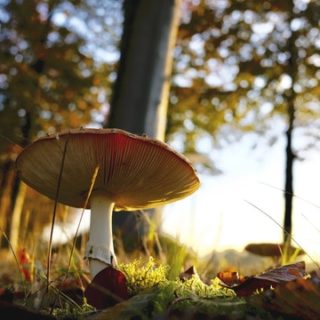 Champignon saisonnalité