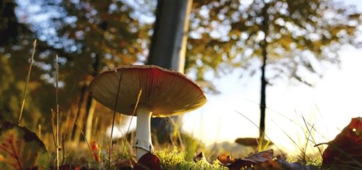Champignon saisonnalité