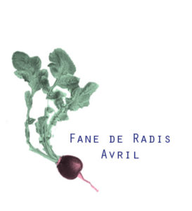 fane de radis avril